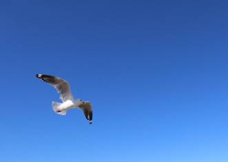 Description: Description: Description: Description: Description: Description: Description: bird2_cropped